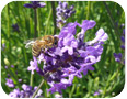 Close-up of lavender inflorescence. Peak bloom is when half of the individual flower buds have opened or senesced.