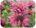 Bergamot in bloom