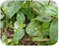 Powdery mildew on bergamot.