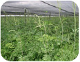 A field of black cohosh under artificial shade