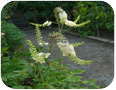 Black cohosh flower heads