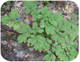 Blue Cohosh