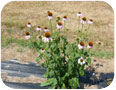 Echinacea purpurea in bloom.