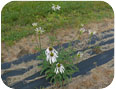 Echinace pallida var. angustifolia in bloom.