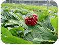 North American Ginseng