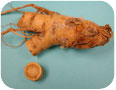 Phytophthora root rot of ginseng