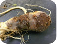 Cylindrocarpon root rot of ginseng