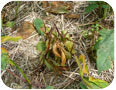 Ginseng plant canopy decimated by Alternaria leaf and stem blight. 
