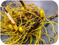 Goldenseal roots have a distinct yellow colour