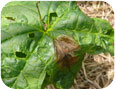 Botrytis blight lesion on goldenseal