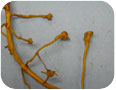 Root-knot nematode nodules on goldenseal