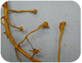 Root-knot nematode nodules on goldenseal
