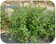 Vegetative growth of St. John’s wort