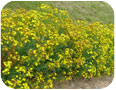 St. John’s wort in bloom