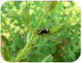 Chrysolina beetle on St. John’s wort