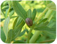 Chrysolina beetle larva on St. John’s wort