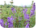 . Baikal skullcap has ornamental uses