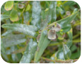 Powdery mildew on Baikal skullcap