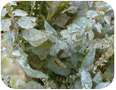 Powdery mildew on Virginian skullcap