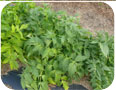 Foliage of valerian.