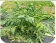 Valerian with flower stalks forming. Removal of flowers encourages more root growth.