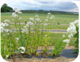 Valerian is often grown as an ornamental. 