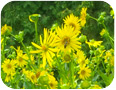 Stand of cup plant during the peak flowering period of late July.