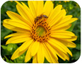 Cup plant flowers are excellent sources of pollen for bees.