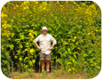 Mature stand of cup plant in late August showing plants that are 2 to 3 m tall.