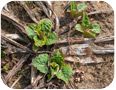 Emerging cup plants showing growth in early spring