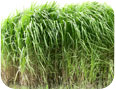 Plants de miscanthus âgés de trois ans, d’une hauteur d’environ 2,5 m.
