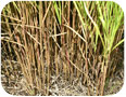 Tiges de miscanthus âgées de trois ans.