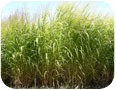 Three year old switchgrass plants standing approximately 2m tall.