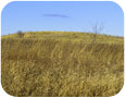 Prairie landscape in winter at Danada Forest Preserve, Wheaton, Illinois, USA (photo credit: Ken Schulze, www.shutterstock.com)