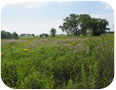 Tallgrass Prairie at Homestead National Monument, Beatrice, Nebraska, USA (photo credit: Cheryl A. Meyer, www.shutterstock.com)