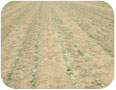 Field of transplanted Russian dandelion