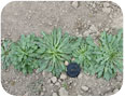 Transplanted Russian dandelion plants