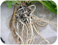 Russian dandelion roots