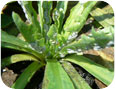 Mealybugs on Russian dandelion