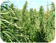 A hemp field in Ontario