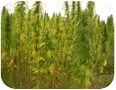 Late season stand of hemp