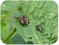 Japanese beetles on kenaf leaves