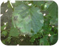 Unknown leaf disease on kenaf leaves at the Simcoe Research Station, 2011