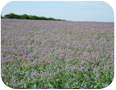 Field of borage