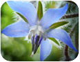 Borago officinalis flowers.