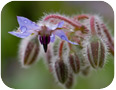 Borago officinalis developing seed pods.