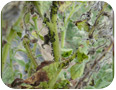 Aphid damage to borage