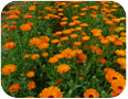 Flowering calendula plants