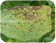 Bacterial leaf spot on calendula leaves 