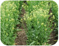 C. sativa plants growing in a demonstration plot.